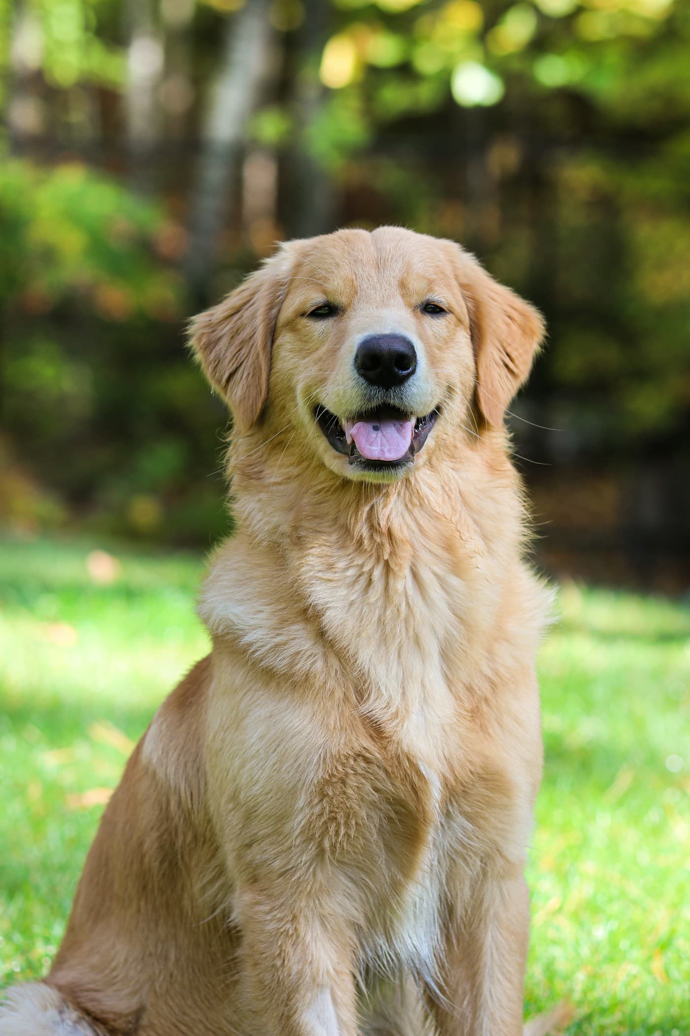 Front-facing Golden Retriever looking toward the camera in warm sunlight, with a softly blurred green background.